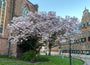 Gewöhnliche Magnolie - Magnolia x soulangeana