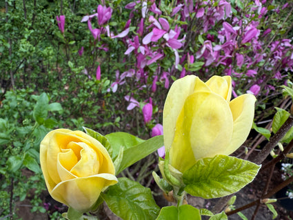 Gelber Biberbaum - Magnolia 'Yellow Bird'