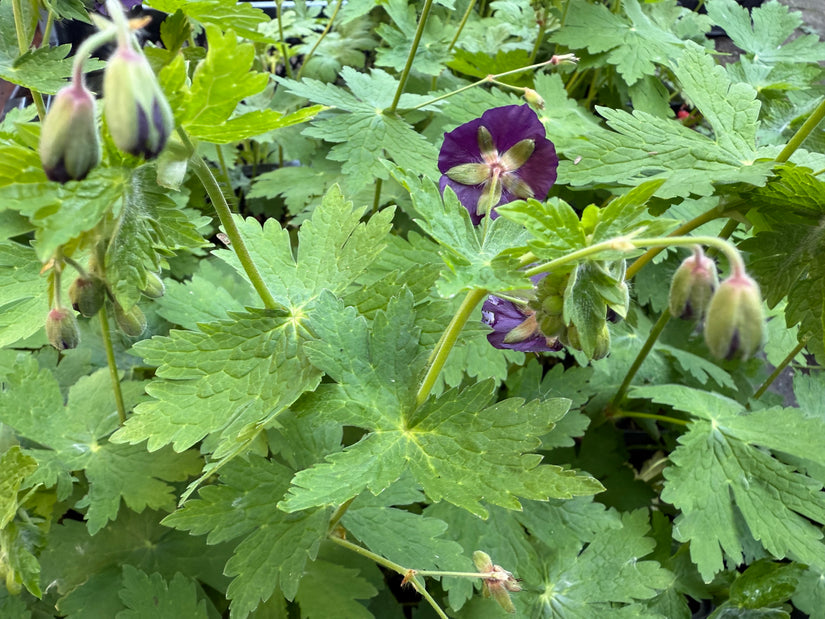 Dunkelvioletter Storchschnabel - Bio Geranium phaeum