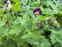 Dunkelvioletter Storchschnabel - Bio Geranium phaeum