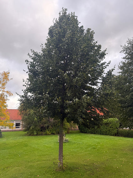 Holländische Linde - Tilia x europea