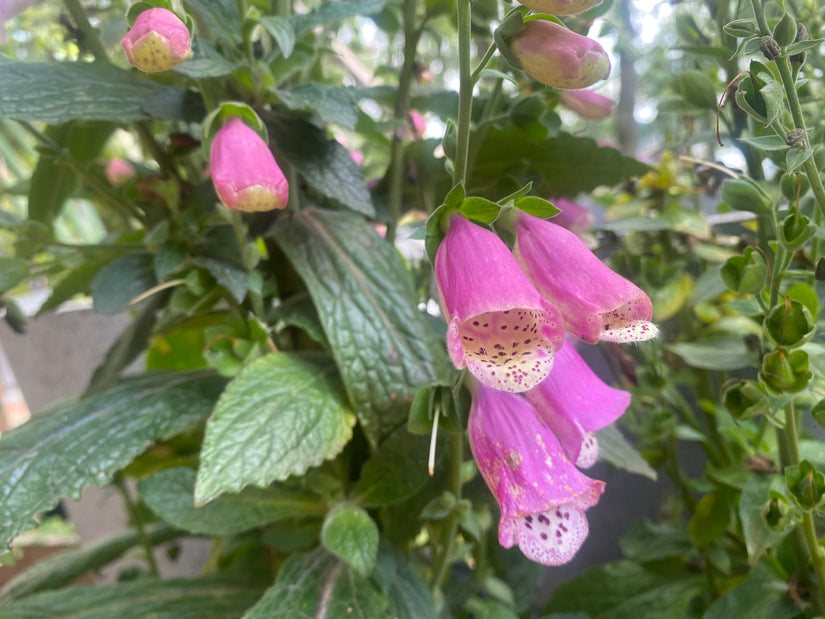 Gewöhnlicher Fingerhut - Digitalis purpurea