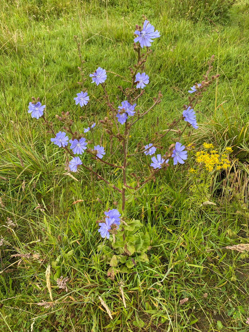 Wilder Chicorée - Cichorium intybus