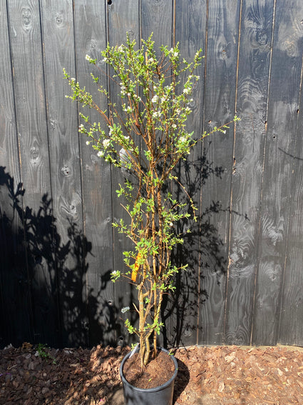 C15 pot 200-225 cm foto april voorbeeld wat u koopt