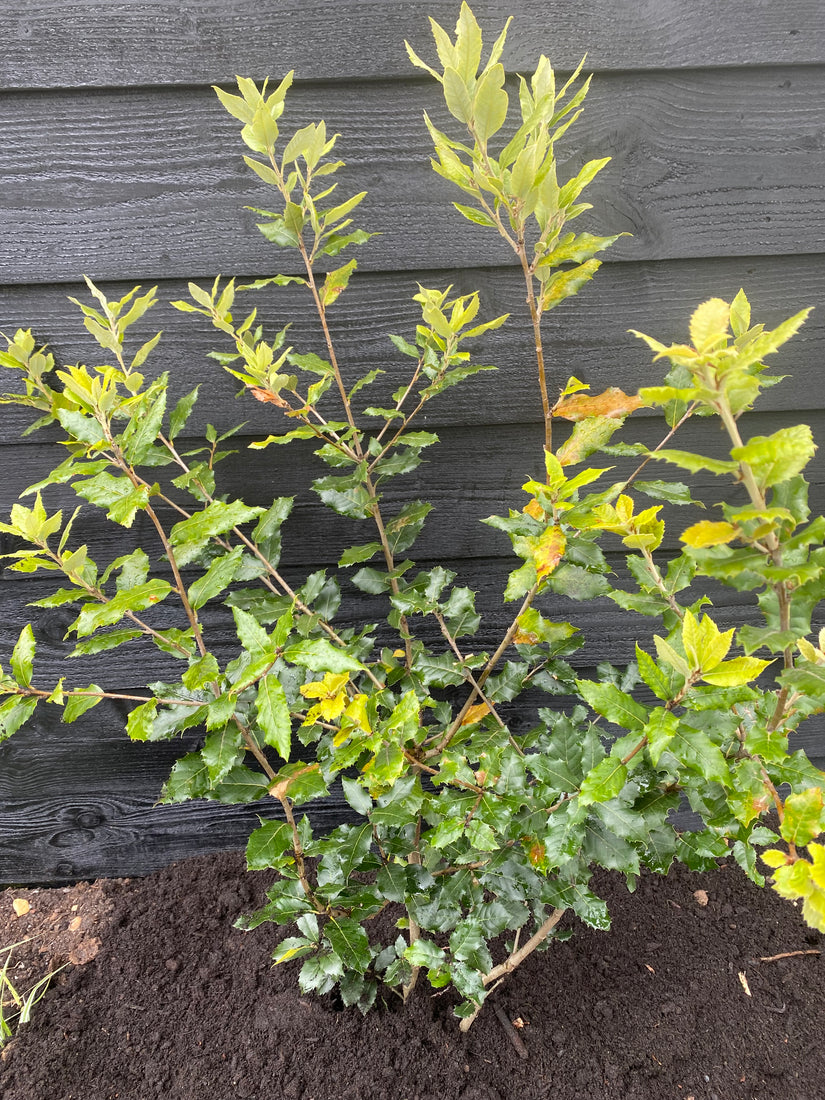 Grüne Stechpalme - Ilex Aquifolium