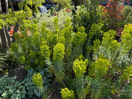 Wolfsmilch - Euphorbia characias