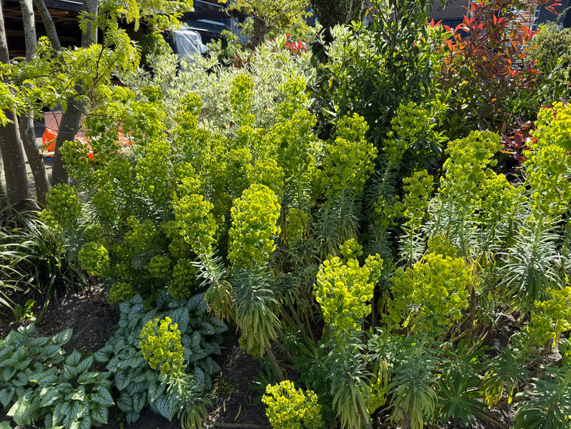 Wolfsmilch - Euphorbia characias