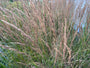 Straußenrohr - Calamagrostis x acutiflora 'Karl Foerster' TIPP