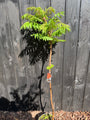 Essigbaum / Samtbaum - Rhus typhina 'Dissecta'
