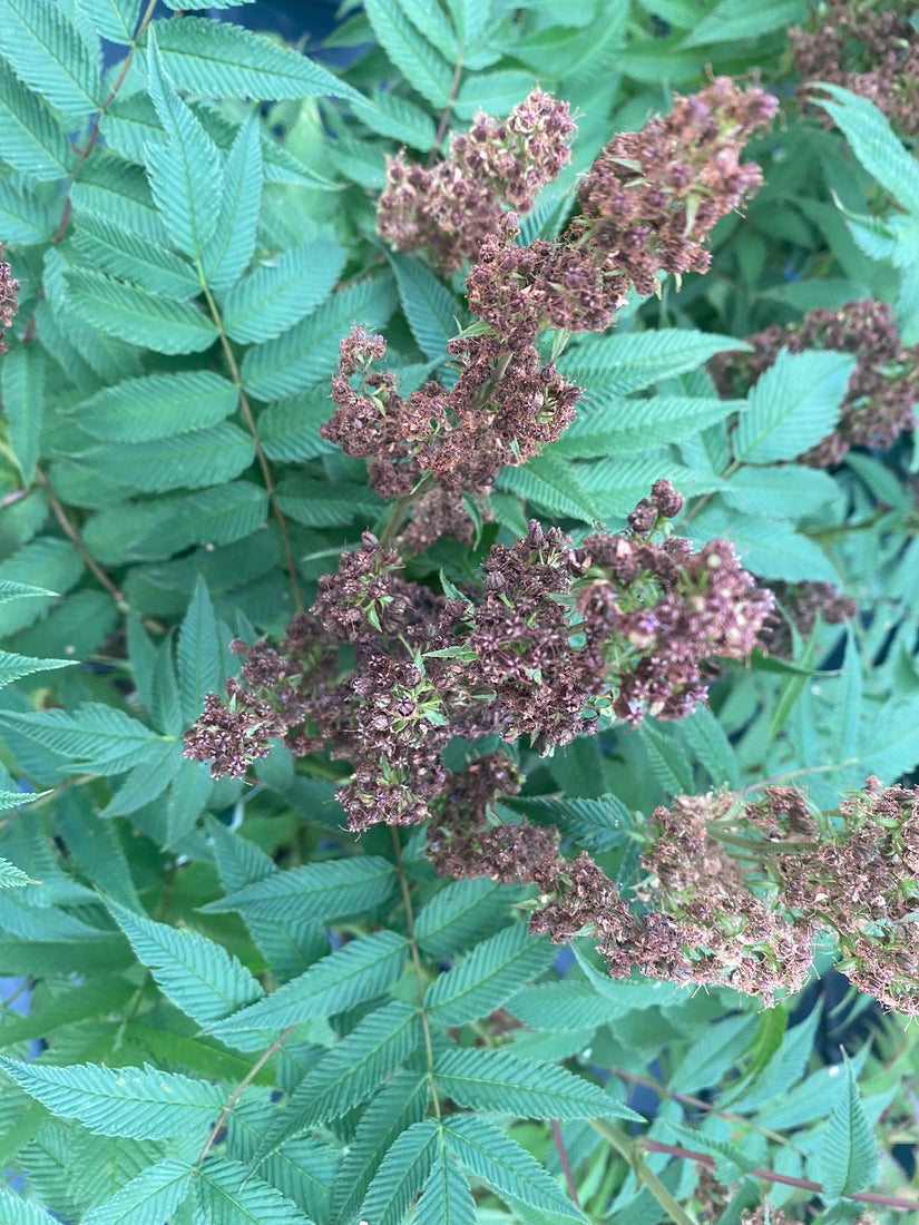 Vogelbeere Spirea - Sorbaria sorbifolia 'Sem'