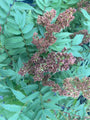 Vogelbeere Spirea - Sorbaria sorbifolia 'Sem'