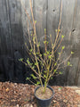 Japanischer Großblumiger Hartriegel 'Pure White' - Cornus kousa 'Milky Way'