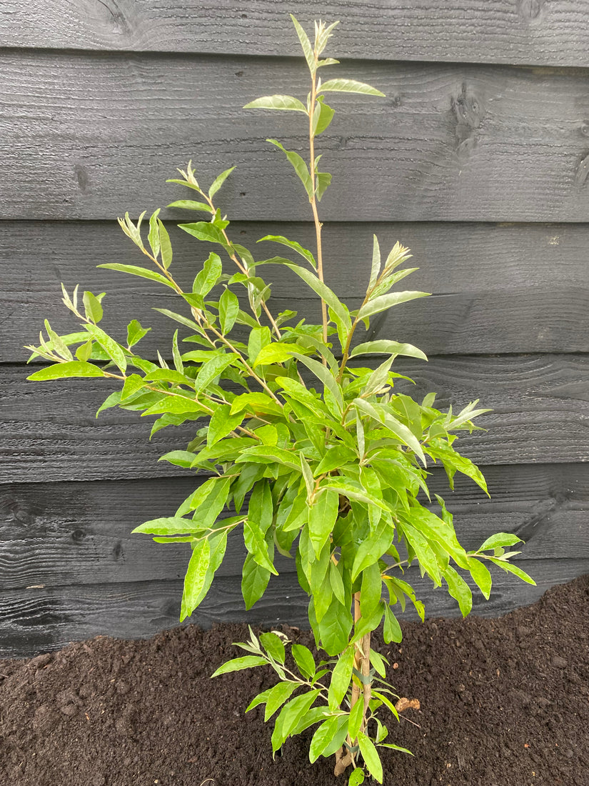 Bio-Olivenweide - Elaeagnus umbellata 'Amoroso®'.