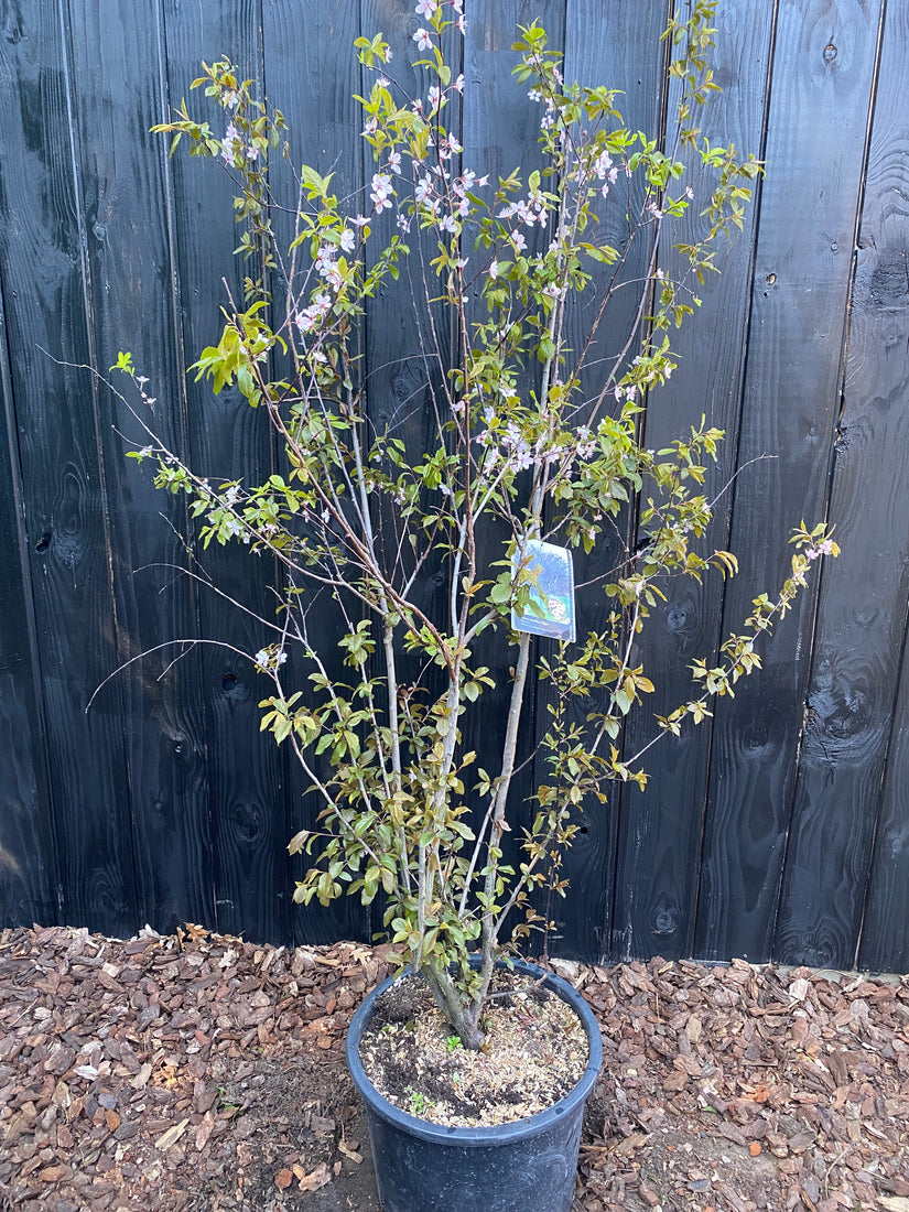 Mehrstämmige rotblättrige Kirschpflaume - Prunus cerasifera 'Nigra'