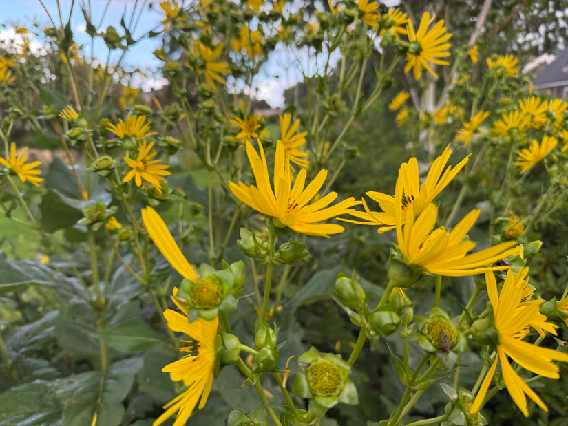 Sonnenblume - Silphium perfoliatum
