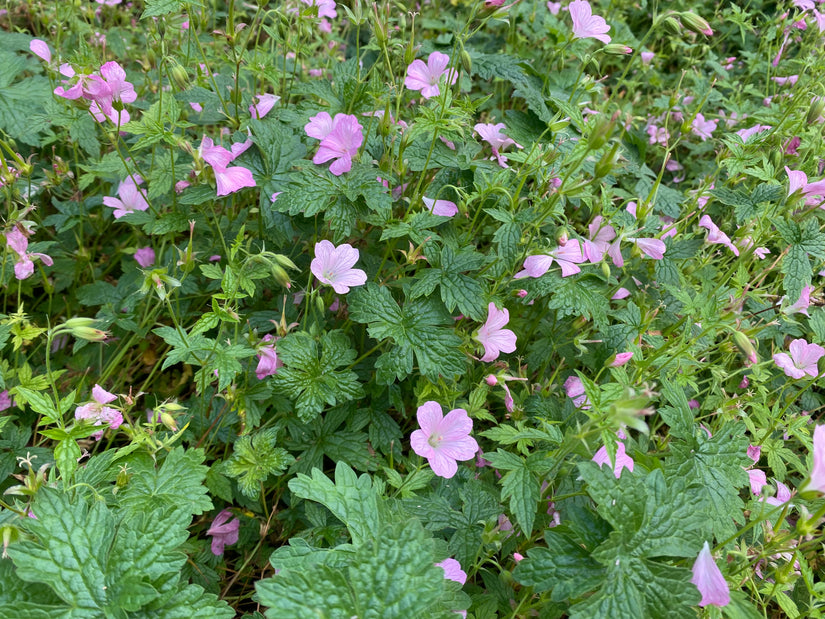 Storchschnabel - Geranium endressii 'Wargrave Pink'