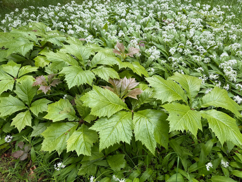 Konteradmiral - Rodgersia podophylla 'Braunlaub'