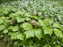 Konteradmiral - Rodgersia podophylla 'Braunlaub'
