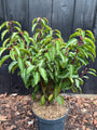 Portugiesischer Lorbeer - Prunus Lusitanica 'Angustifolia'