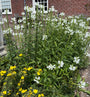 Gelenkblume (Weiß) - Physostegia virginiana 'Summer Snow'