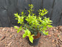 Immergrüne Osmanthus burkwoodii