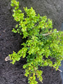 Japanische Stechpalme - Ilex crenata 'Green Hedge'