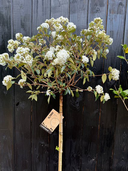 Schneeball am Stiel - Viburnum 'Eskimo' halber Stiel