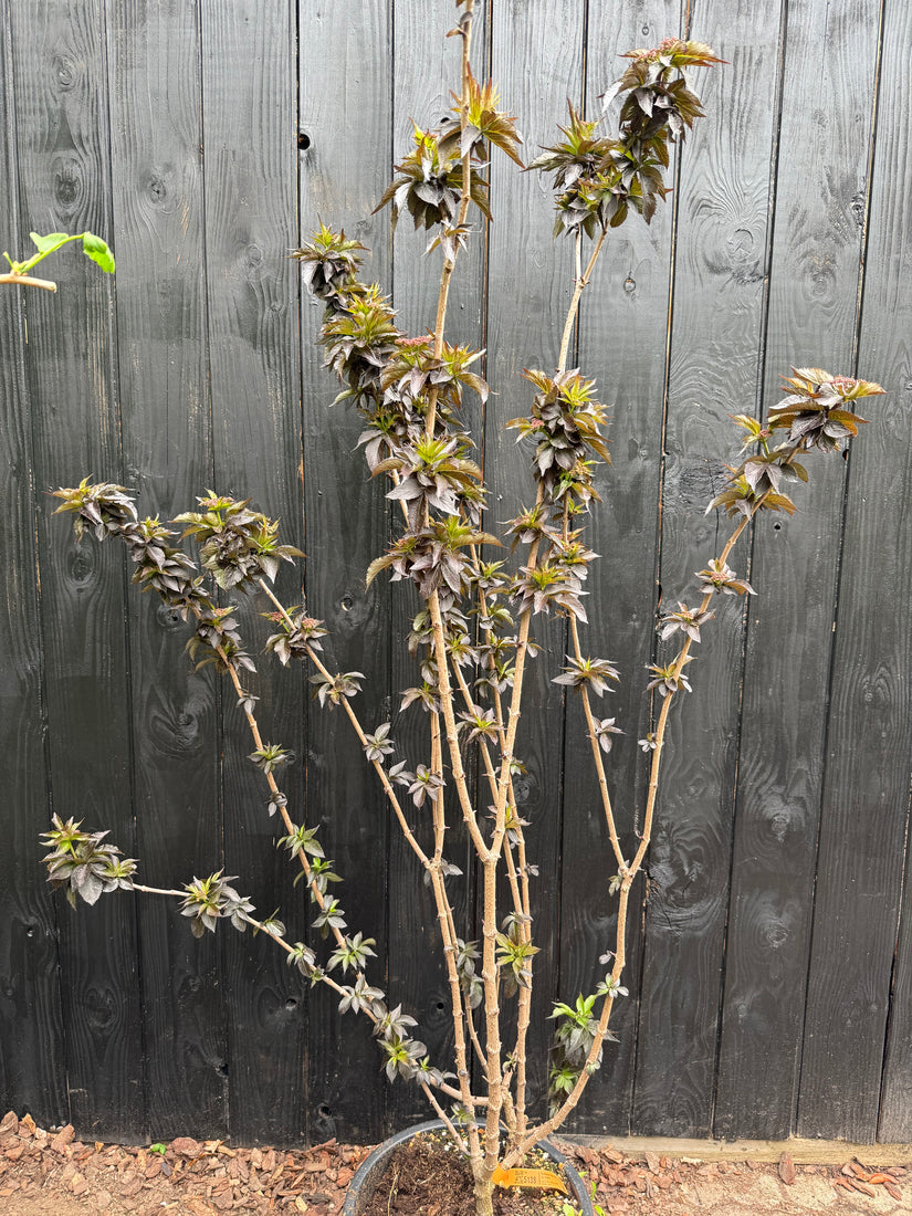 Schwarzer Holunder - Sambucus nigra 'Black Tower'