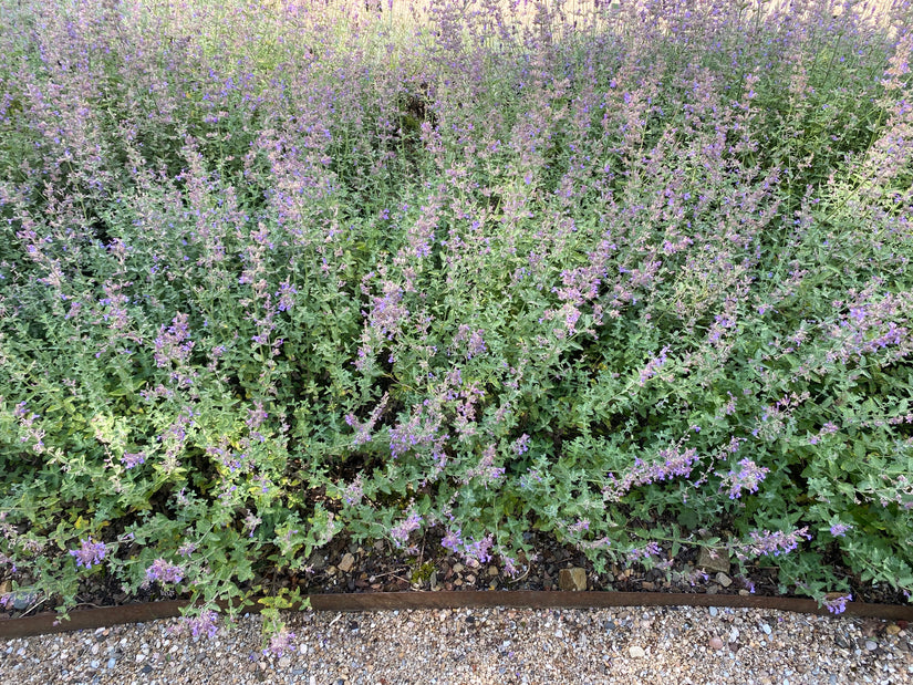 Katzenminze - Nepeta 'Walker's Low'