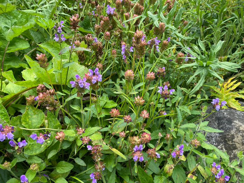 Brunel - Prunella Grandiflora