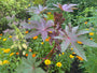 Wunderbaum - Ricinus communis