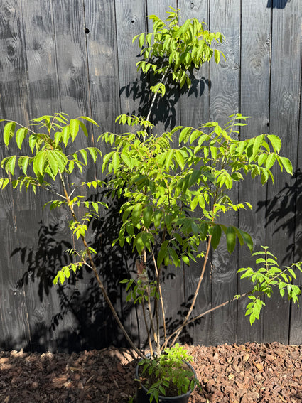 Bienenbaum - Tetradium daniellii, mehrstämmig