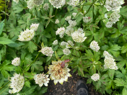 Zeeland-Knoten - Astrantia Major 'Shaggy'