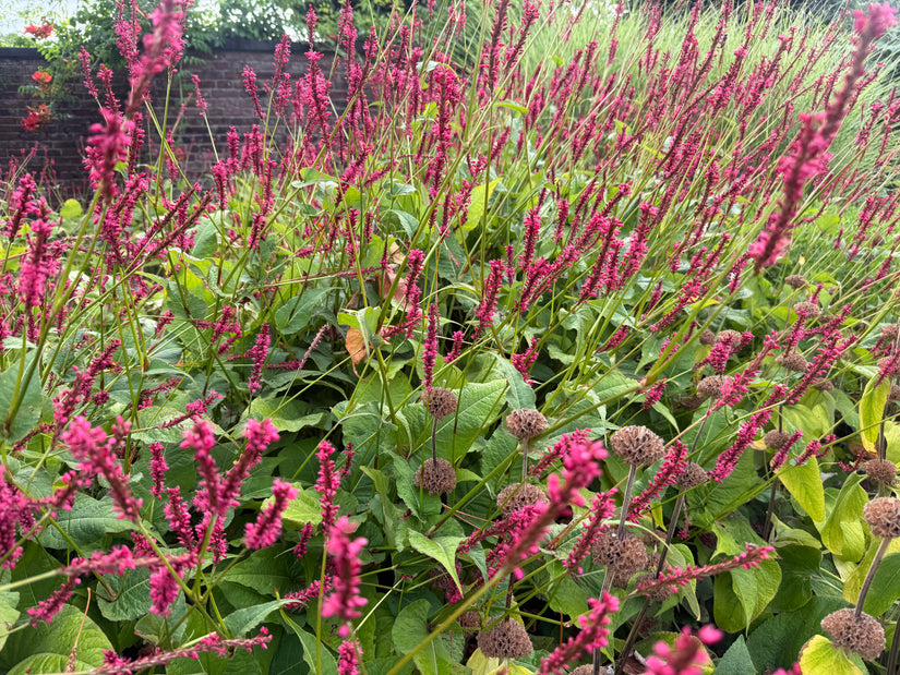 Staudenknöterich Rosa/Rot (Hohe Art 150 cm) - Persicaria amplexicaulis 'Speciosa'