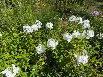 Phlox (Höhe 100 cm, Weiß) - Phlox 'David'