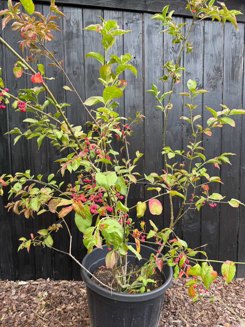 Wilder Kernbeißer - Euonymus europaeus 'Red Cascade'