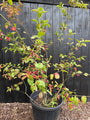 Wilder Kernbeißer - Euonymus europaeus 'Red Cascade'