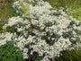 Weißer Knoten - Anaphalis triplinervis (Sibirisches Edelweiß)