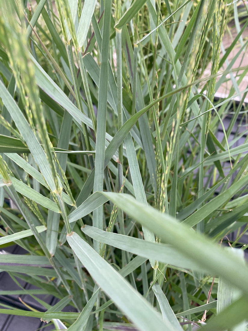 Fingergras - Panicum virgatum 'Prairie Sky'