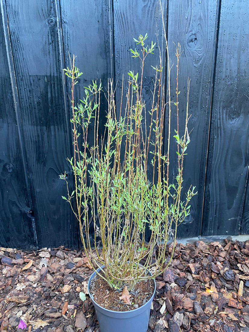 Bitterweide - Salix purpurea 'Nana'