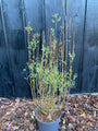 Bitterweide - Salix purpurea 'Nana'