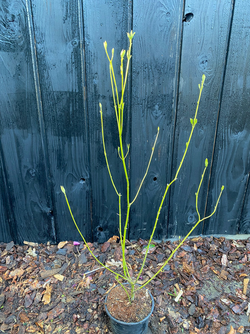 Kanadischer Hartriegel 'Grün-Gelbe Zweige' - Cornus stolonifera 'Flaviramea'