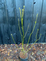 Kanadischer Hartriegel 'Grün-Gelbe Zweige' - Cornus stolonifera 'Flaviramea'