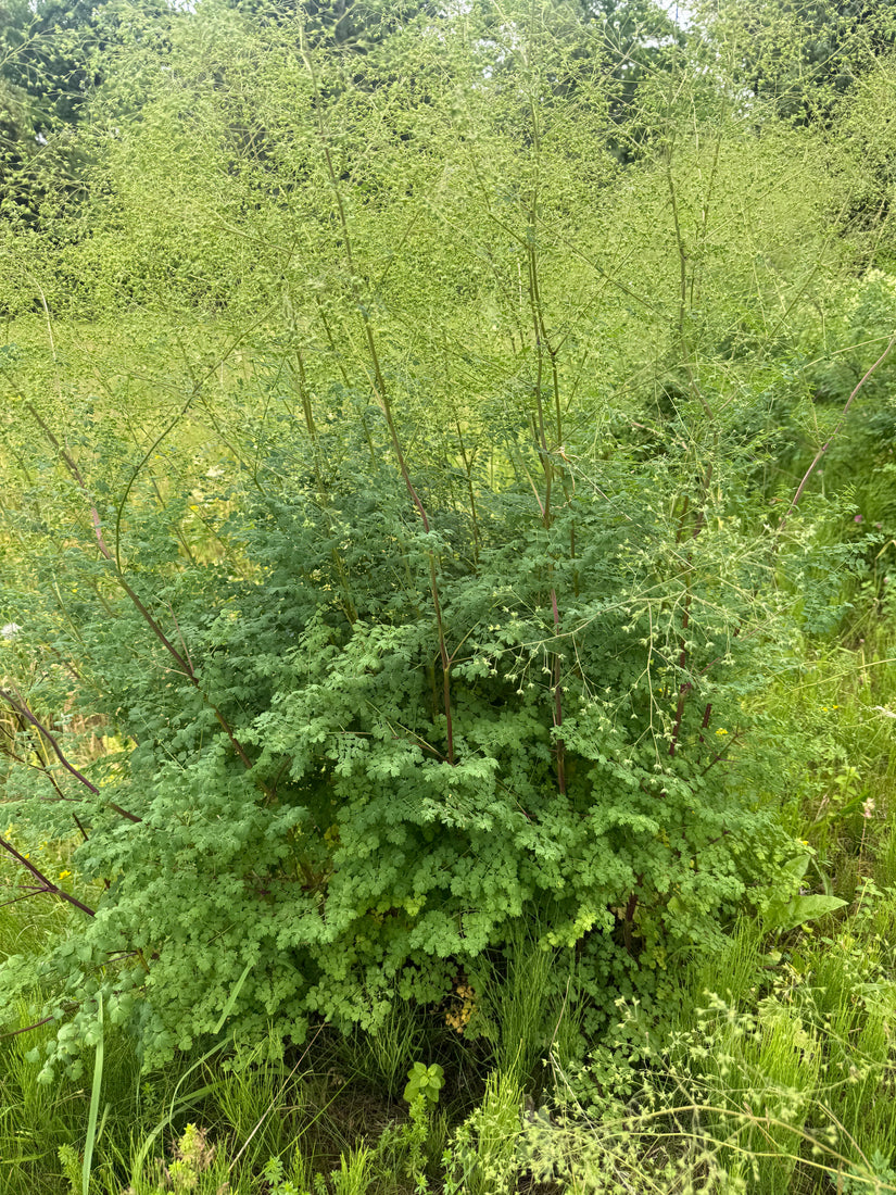 Chinesischer Diamant - Thalictrum delavayi