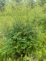 Chinesischer Diamant - Thalictrum delavayi