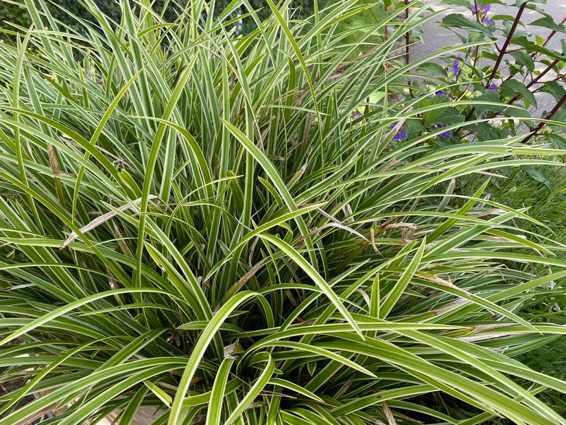 Segge - Carex morrowii 'Variegata'