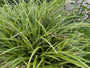 Segge - Carex morrowii 'Variegata'