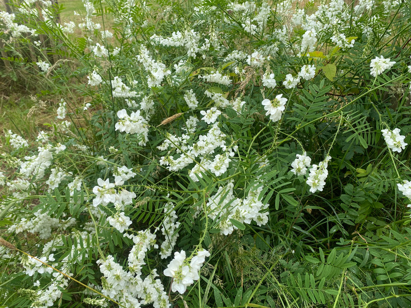 Ziegenraute - Galega officinalis