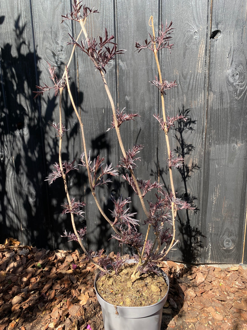 Schwarzer Holunder - Sambucus nigra 'Black Lace'