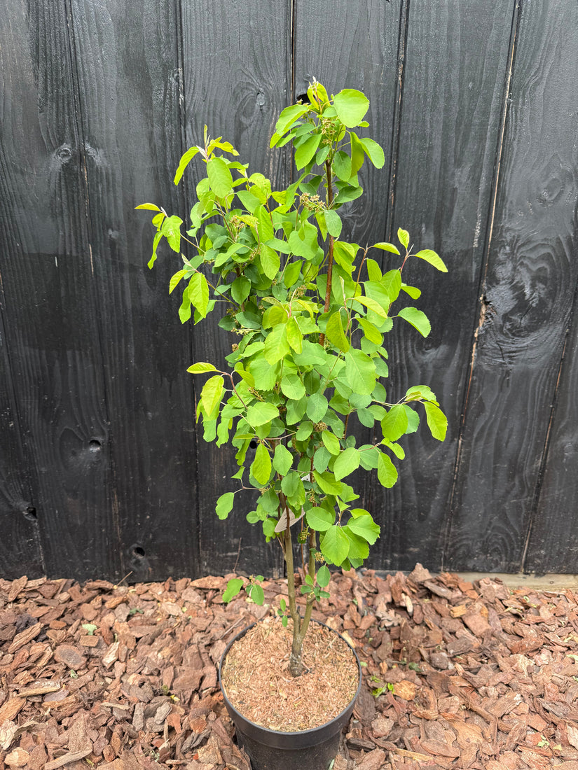 Johannisbeerbaum - Amelanchier alnifolia 'Obelisk'